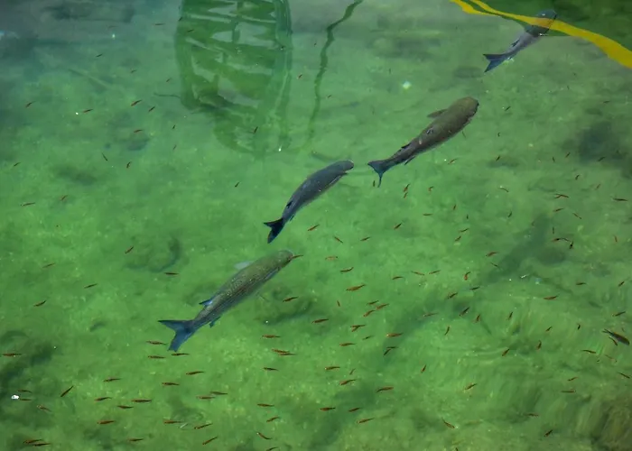 Vista Sol Cala Rajada فندق *